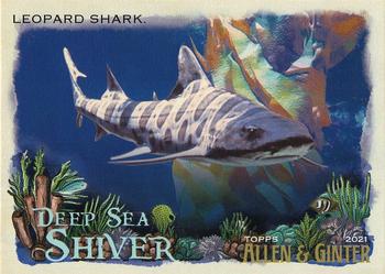 Leopard Shark