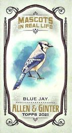 Blue Jay