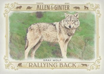 Gray Wolf