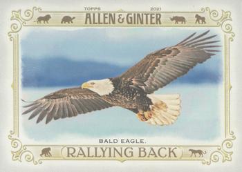Bald Eagle