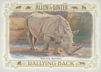 White Rhino