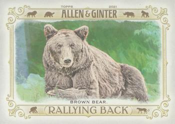 Brown Bear
