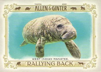 West Indian Manatee