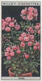 Rose (Baby Dorothy)