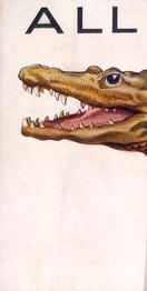 Alligator