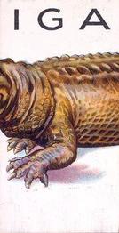 Alligator