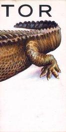 Alligator