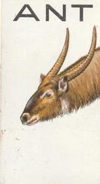 Antelope
