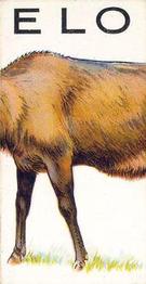 Antelope