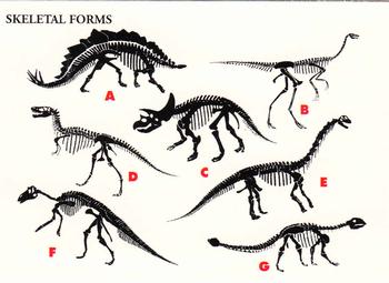Skeletal Forms