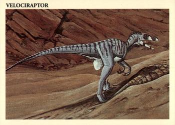 Velociraptor