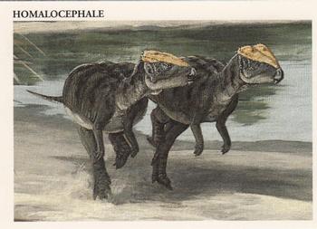 Homalocephale