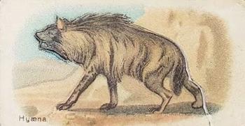 Hyaena