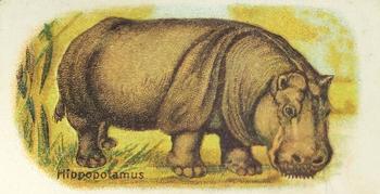 Hippopotamus
