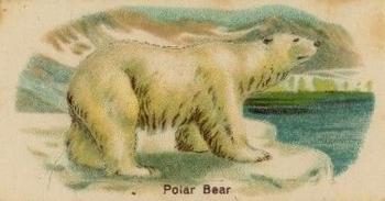 Polar Bear