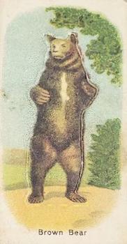 Brown Bear