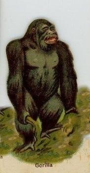 Gorilla