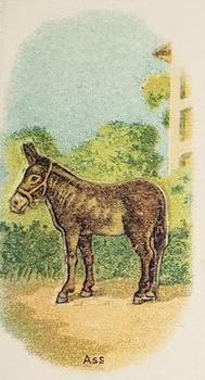 Ass