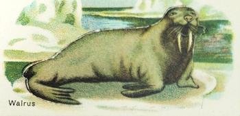 Walrus