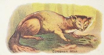 European Mink