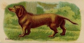 Dachshund
