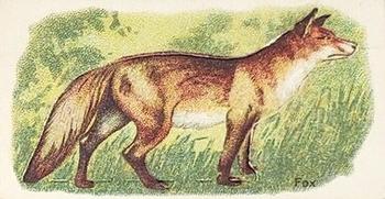 Fox