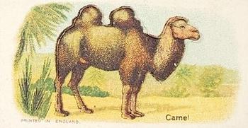 Camel