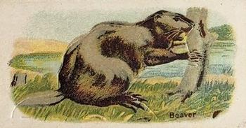Beaver