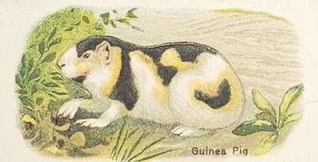 Guinea Pig
