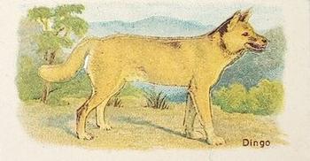 Dingo - Mountain Variety