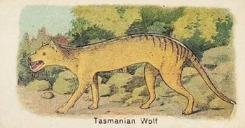 Tasmanian Wolf