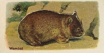 Wombat