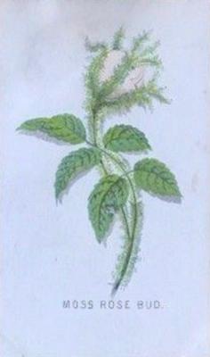 Moss Rose Bud