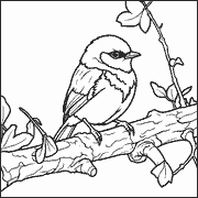 A black and white line drawing of a small bird perched on a branch with leaves, showing detailed feathers and claws. icon