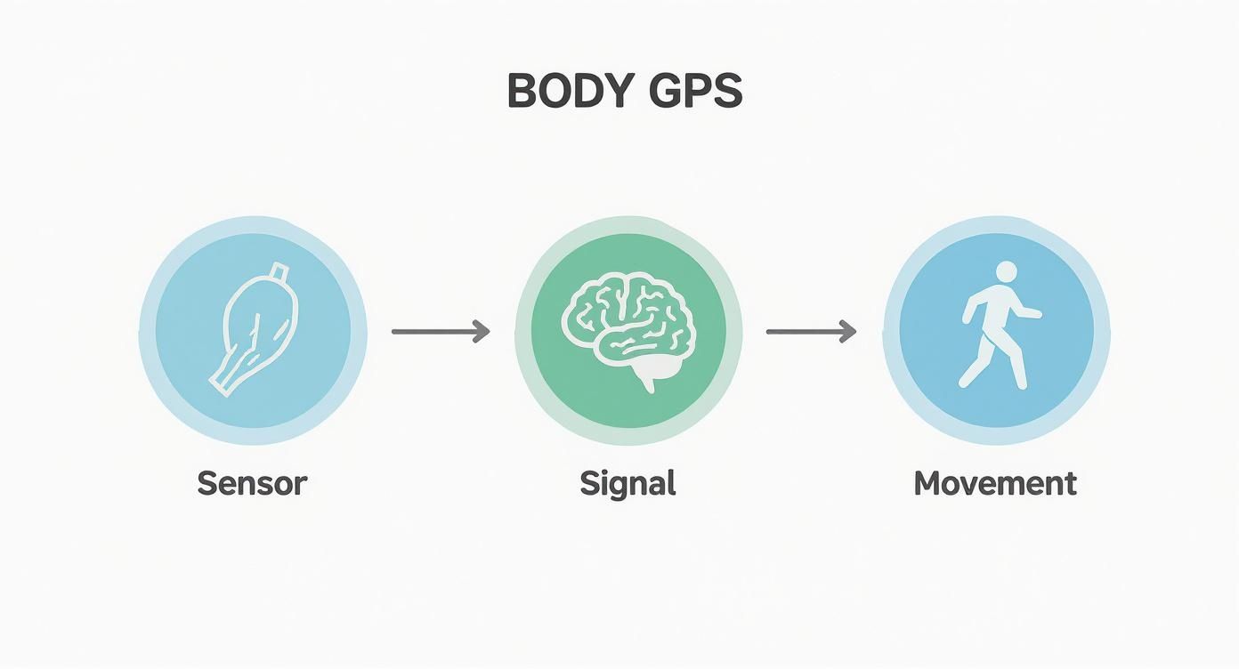 Infographic about what is proprioceptive input