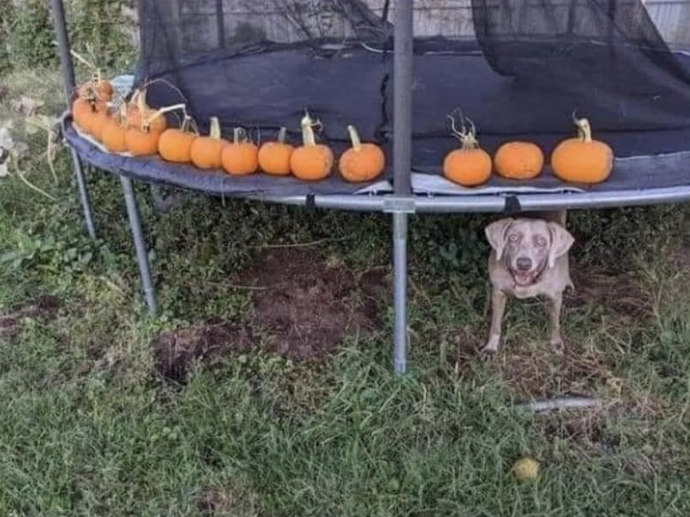 This dog was able to eat pumpkin guts last year, poo out seeds
