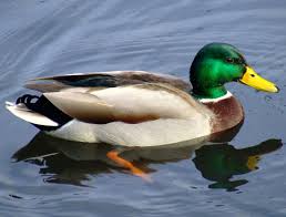 images/duck2.jpg
