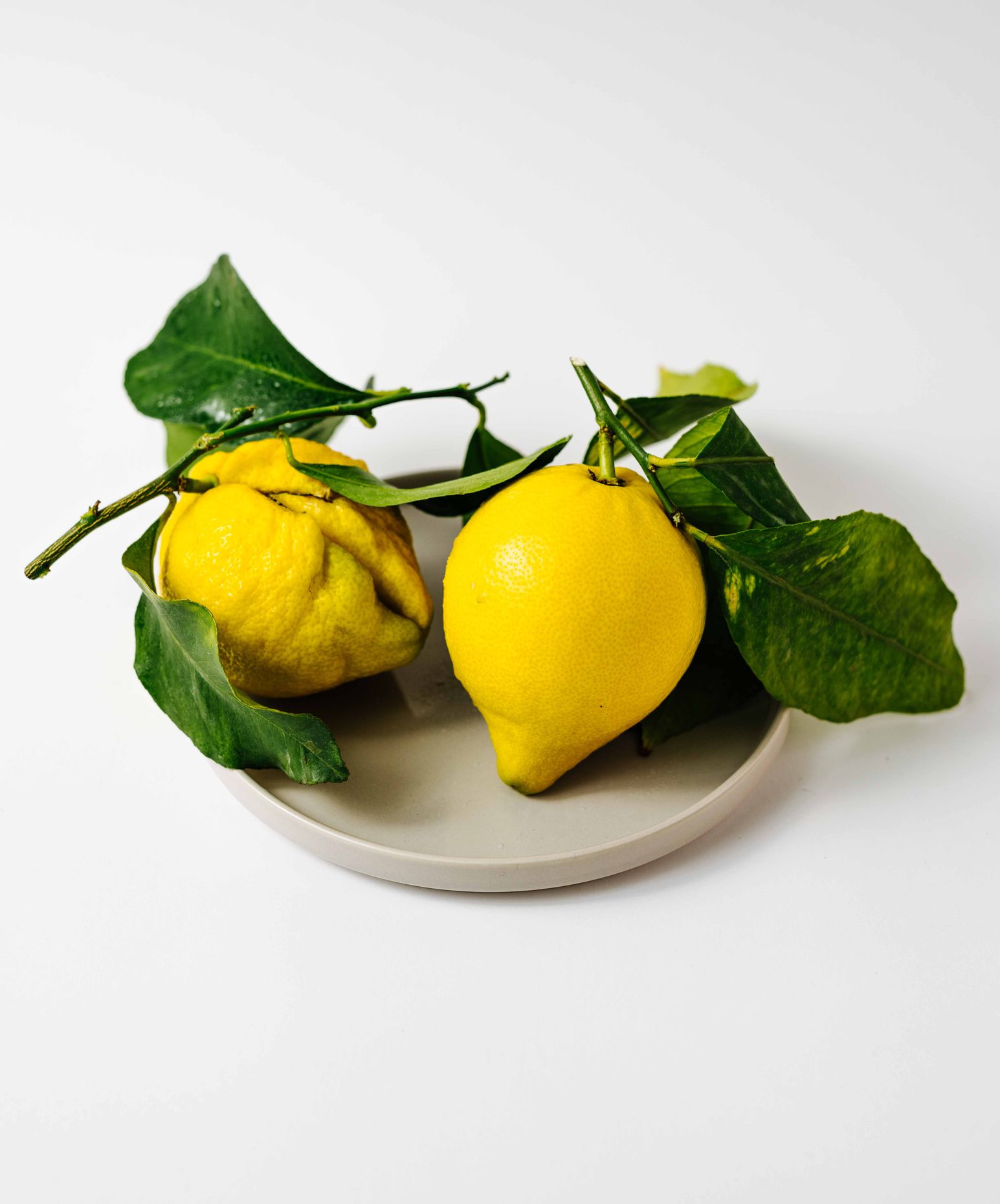 Amalfi Lemon