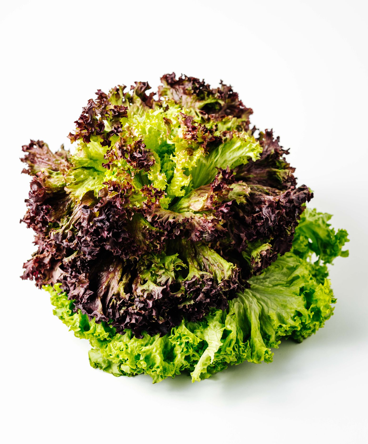 Lettuce Lollo Rosso 