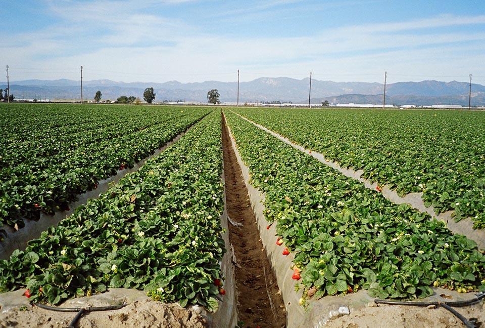 Strawberry rows running toward the mountains in the Oxnard farm belt