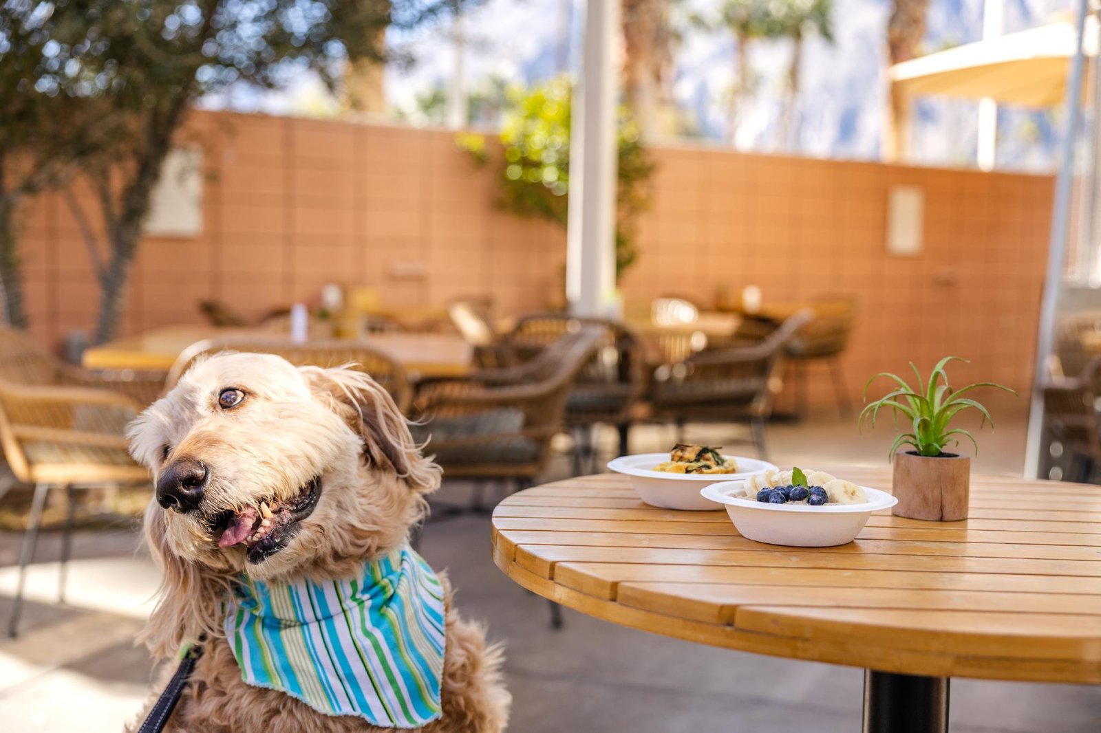 Palm Springs with a dog