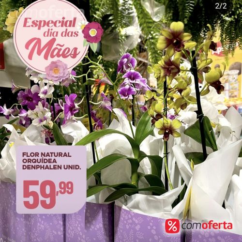 Flor - Orquídeas - Vaso