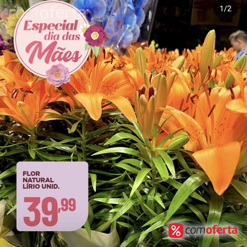 Flor - Lírio - Vaso