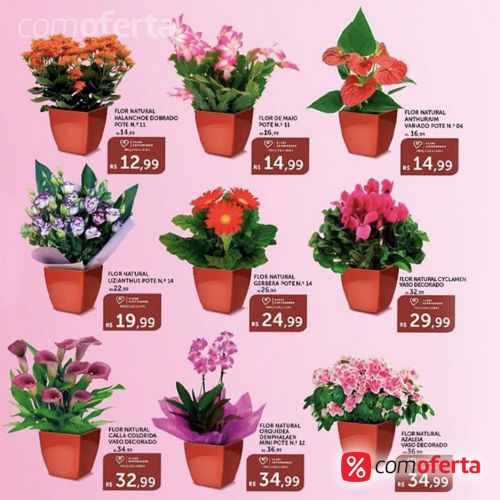 Flor - Orquídeas - Vaso