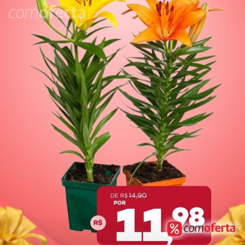 Flor - Lírio - Vaso