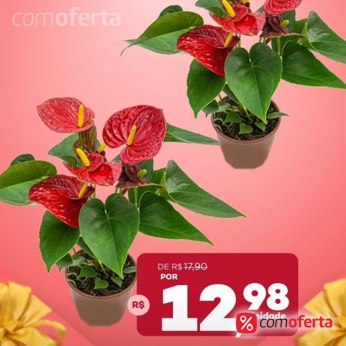 Flor - Anthurium Vaso