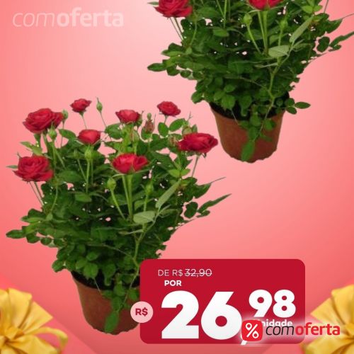 Flor - Roseira Vasos Variados