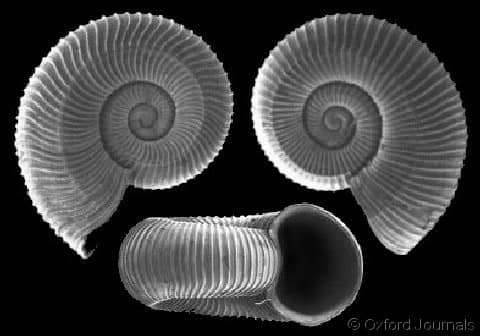 Seguenzia beloni - Gastropods by Eddie Hardy