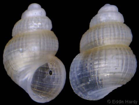 Seguenzia beloni - Gastropods by Eddie Hardy