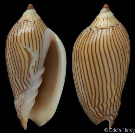 Seguenzia beloni - Gastropods by Eddie Hardy